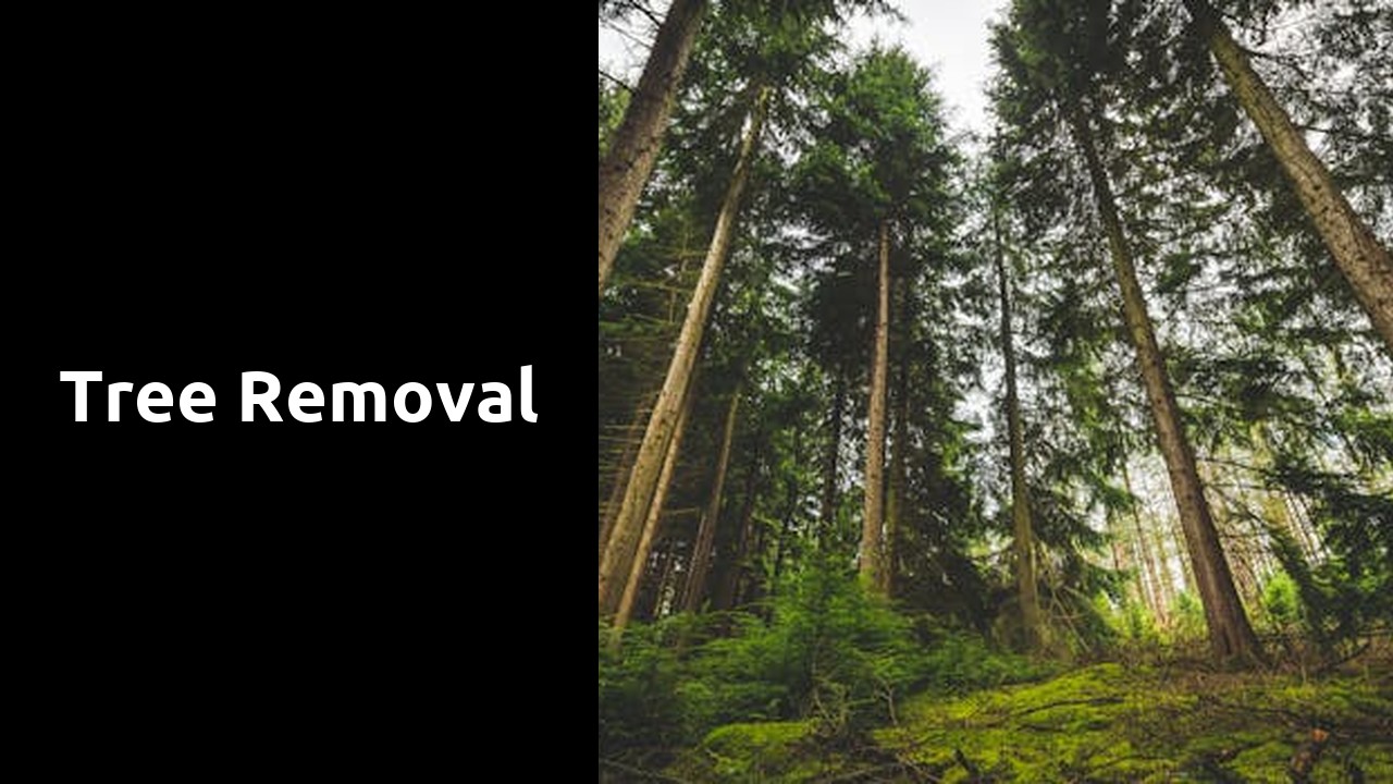 Tree Removal